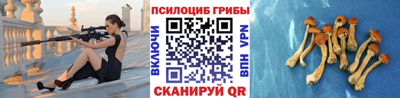 продажа наркотиков  Сухой Лог  Галлюциногенные грибы Psilocybine cubensis 
